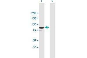 Western Blot analysis of RASAL1 expression in transfected 293T cell line by RASAL1 MaxPab polyclonal antibody. (RASAL1 anticorps  (AA 1-776))