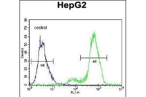 SUV4-20H1 Antibody (C-term)  flow cytometric analysis of HepG2 cells (right histogram) compared to a negative control cell (left histogram). (SUV420H1 anticorps  (C-Term))