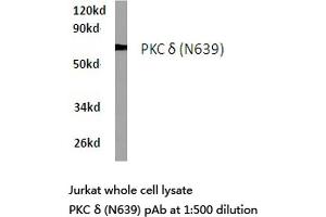 Western blot (WB) analyzes of PKC δ antibody in extracts from Jurkat cells. (PKC delta anticorps)