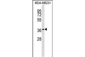 Western blot analysis in MDA-MB231 cell line lysates (35ug/lane). (HEYL anticorps  (N-Term))
