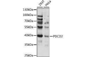 Western blot analysis of extracts of various cell lines, using PDCD2 antibody (ABIN7269541) at 1:1000 dilution.