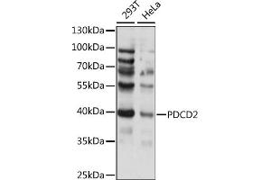 Western blot analysis of extracts of various cell lines, using PDCD2 antibody (ABIN7269541) at 1:1000 dilution. (PDCD2 anticorps  (AA 1-344))