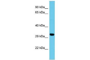 Host: Rabbit Target Name: ATP5SL Sample Type: HepG2 Whole Cell lysates Antibody Dilution: 1. (ATP5SL anticorps  (N-Term))