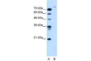 USP48 antibody used at 2.