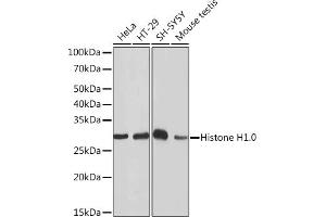 Western blot analysis of extracts of various cell lines, using Histone H1. (Histone H1 anticorps)