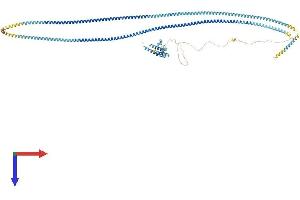 AlphaFold protein structure predicition of Mouse Recombinant Cep112 Protein, UniprotID Q5PR68