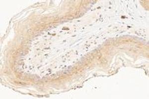 Immunohistochemistry analysis of paraffin-embedded rat esophagus using,KCNK7 (ABIN7075149) at dilution of 1: 1200 (KCNK7 anticorps)