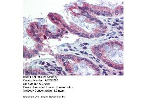 Immunohistochemistry with Human Colon lysate tissue at an antibody concentration of 5. (TULP2 anticorps  (N-Term))