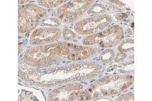 ABIN6266671 at 1/100 staining human Kidney tissue sections by IHC-P. (Urocortin anticorps  (Internal Region))