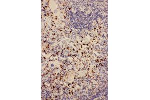Anti-CD68 antibody,  IHC(P) IHC(P): Rat Spleen Tissue