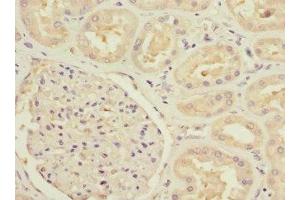 Immunohistochemistry of paraffin-embedded human kidney tissue using ABIN7160191 at dilution of 1:100 (MTHFD1L anticorps  (AA 759-978))