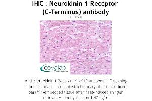 Image no. 1 for anti-Tachykinin Receptor 1 (TACR1) (C-Term) antibody (ABIN1737292)