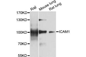 Western blot analysis of extracts of various cell lines, using ICAM1 antibody (ABIN1876800) at 1:1000 dilution. (ICAM1 anticorps)