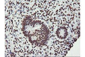 Image no. 5 for anti-F-Box Protein 21 (FBXO21) antibody (ABIN1498233) (FBXO21 anticorps)