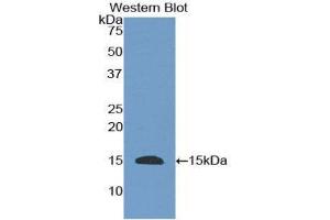 Western Blotting (WB) image for anti-Epidermal Growth Factor (EGF) (AA 367-489) antibody (ABIN3208389) (EGF anticorps  (AA 367-489))