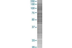 RAG2 transfected lysate. (RAG2 293T Cell Transient Overexpression Lysate(Denatured))