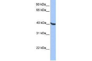 WB Suggested Anti-OLIG2 Antibody Titration:  0. (OLIG2 anticorps  (N-Term))