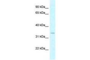 Image no. 1 for anti-Dehydrogenase/reductase (SDR Family) X-Linked (DHRSX) (AA 32-81) antibody (ABIN6747815) (DHRSX anticorps  (AA 32-81))