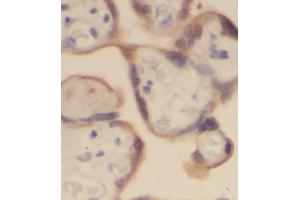 IHC analysis of paraffin-embedded human placenta, using PLAP antibody (1/100 dilution). (PLAP anticorps)