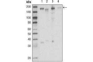 Western Blot showing RON antibody used against HCC827 (1), HT-29 (2), HCT-116 (3) and BxPC-3 (4) cell lysate. (MST1R anticorps  (AA 210-320))
