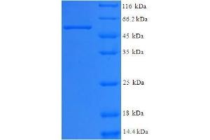 SDS-PAGE (SDS) image for WD Repeat Domain 5 (WDR5) (AA 2-334) protein (His-SUMO Tag) (ABIN5710618)