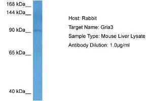 Host: Rabbit Target Name: GRIA3 Sample Tissue: Mouse Liver Antibody Dilution: 1ug/ml (Glutamate Receptor 3 anticorps  (N-Term))