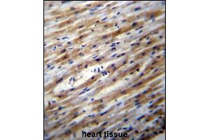 POFUT1 Antibody (C-term) (ABIN656675 and ABIN2845914) immunohistochemistry analysis in formalin fixed and paraffin embedded human heart tissue followed by peroxidase conjugation of the secondary antibody and DAB staining.