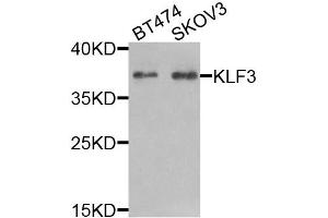 Western blot analysis of extracts of various cell lines, using KLF3 antibody (ABIN5974328) at 1/1000 dilution. (KLF3 anticorps)