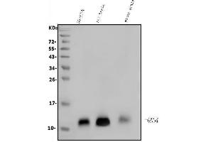 Western blot analysis of GNG4 using anti-GNG4 antibody (ABIN7599461).