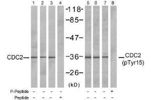 Image no. 1 for anti-Cyclin-Dependent Kinase 1 (CDK1) (pTyr15) antibody (ABIN196996) (CDK1 anticorps  (pTyr15))