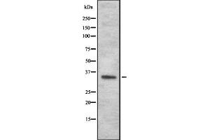 Western blot analysis OR4N2 using HepG2 whole cell lysates (OR4N2 anticorps)