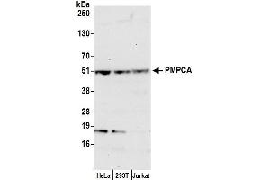 anti-Peptidase (Mitochondrial Processing) alpha (PMPCA) (AA 25-75) antibody