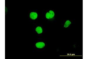 Immunofluorescence of purified MaxPab antibody to RFC2 on HeLa cell. (RFC2 anticorps  (AA 1-320))