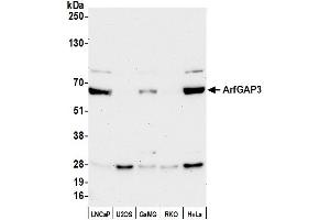 anti-ADP-Ribosylation Factor GTPase Activating Protein 3 (ARFGAP3) (AA 466-516) antibody