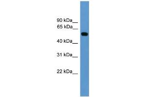 WB Suggested Anti-CALR  Antibody Titration: 0. (Calreticulin anticorps  (Middle Region))