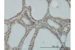 Image no. 1 for anti-Polymerase (RNA) I Polypeptide C, 30kDa (POLR1C) (AA 1-347) antibody (ABIN599083) (POLR1C anticorps  (AA 1-347))