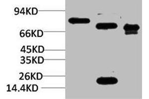 Western blot analysis of 1) Rat BrainTissue, 2)Mouse Brain Tissue, 3) HepG2 with KCNN2(SK2) Rabbit pAb diluted at 1:2,000.