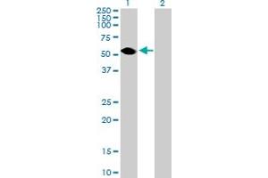 Western Blot analysis of TEKT3 expression in transfected 293T cell line by TEKT3 MaxPab polyclonal antibody. (Tektin 3 anticorps  (AA 1-490))