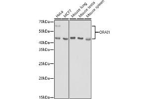 Western blot analysis of extracts of various cell lines, using (ABIN6130598, ABIN6145053, ABIN6145055 and ABIN6223281) at 1:1000 dilution. (ORAI1 anticorps  (AA 202-301))