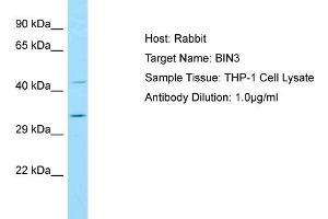 Host: RabbitTarget Name: BIN3Antibody Dilution: 1. (BIN3 anticorps  (N-Term))