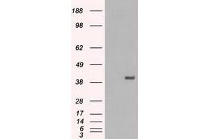 Image no. 1 for anti-Mitogen-Activated Protein Kinase 1 (MAPK1) antibody (ABIN1499290)