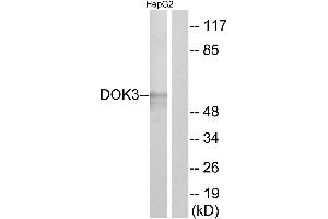 Western blot analysis of extracts from HepG2 cells, using DOK3 antibody. (DOK3 anticorps)