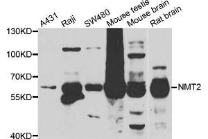 Western blot analysis of extracts of various cell lines, using NMT2 antibody. (NMT2 anticorps)