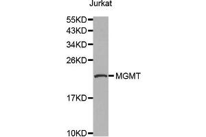 Western blot analysis of extracts of Jurkat cell line, using MGMT antibody. (MGMT anticorps  (AA 1-207))