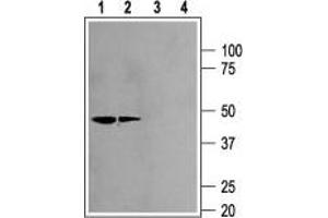 Western blot analysis of rat kidney (lanes 1 and 3) and brain (lanes 2 and 4) membranes: - 1,2.
