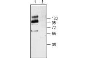 Western blot analysis of mouse brain lysates: - 1.