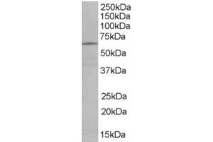 Western Blotting (WB) image for anti-EH-Domain Containing 2 (EHD2) (C-Term) antibody (ABIN2465640) (EHD2 anticorps  (C-Term))