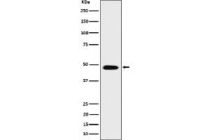 Western blot analysis of COPS4 expression in SH-SY5Y cell lysate.