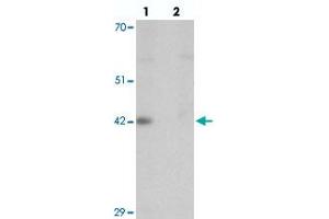 Western blot analysis of DPAGT1 in mouse kidney tissue with DPAGT1 polyclonal antibody  at 1 ug/mL in (lane 1) the absence and (lane 2) the presence of blocking peptide. (DPAGT1 anticorps  (N-Term))