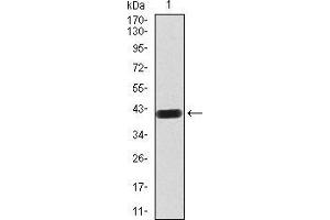 Western blot analysis using LRP1 mAb against human LRP1 (AA: 20-155) recombinant protein.